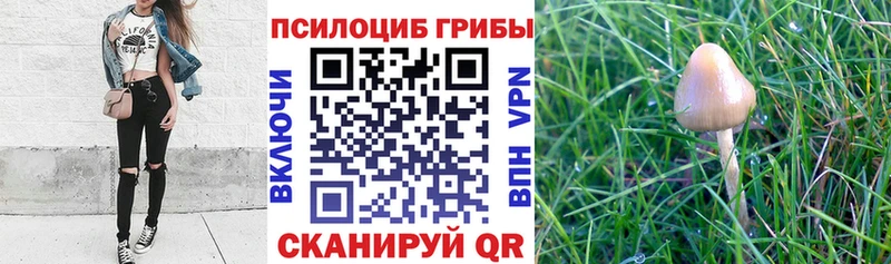 Псилоцибиновые грибы мицелий  где купить наркотик  Валдай 
